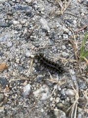 Lophocampa roseata