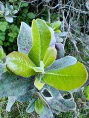 Escallonia pulverulenta