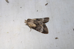 Dasylophia thyatiroides