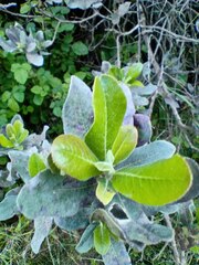 Escallonia pulverulenta