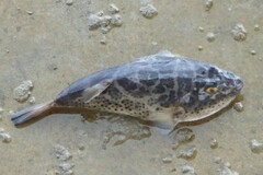 Sphoeroides testudineus