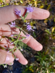 Liatris
