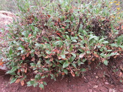 Eriogonum grande