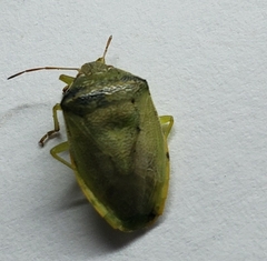 Pentatominae