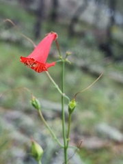 Penstemon barbatus