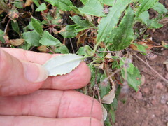 Eriogonum grande