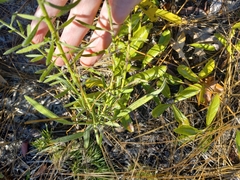 Liatris