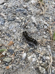 Lophocampa roseata