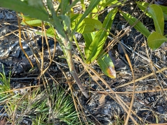 Liatris