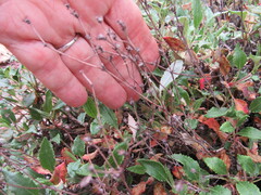 Eriogonum grande