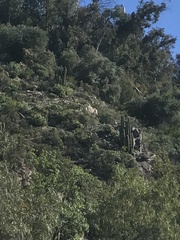 Trichocereus chiloensis