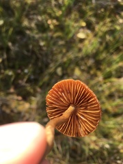 Lactarius rufus