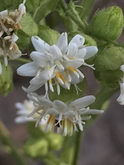 Moscharia pinnatifida