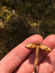 Lactarius rufus