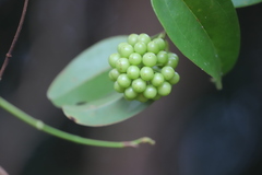 Smilax australis