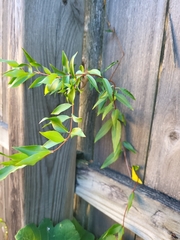 Gelsemium sempervirens