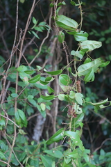 Smilax australis