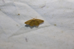 Thalera pistasciaria