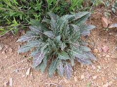 Oenothera brachycarpa