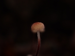 Marasmius hudsonii