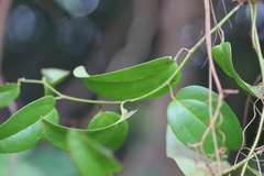 Smilax australis