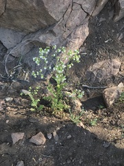 Moscharia pinnatifida