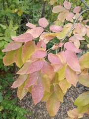 Fraxinus albicans