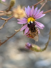 Copestylum marginatum