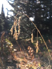 Vahlodea atropurpurea