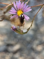 Copestylum marginatum