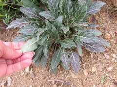 Oenothera brachycarpa