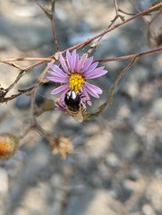 Copestylum marginatum