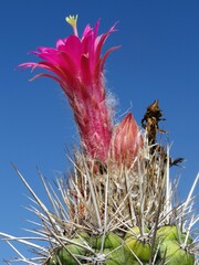 Oreocereus doelzianus