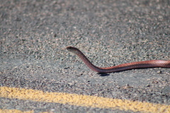 Masticophis flagellum piceus