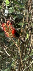 Myzomela sanguinolenta