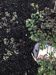 Euphorbia lasiocarpa