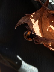 Coccinella monticola