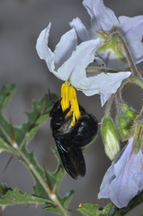 Xylocopa atamisquensis