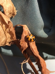 Coccinella monticola