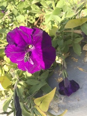 Viola