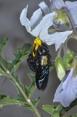 Xylocopa atamisquensis