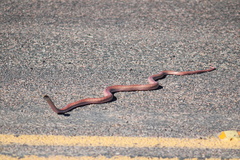 Masticophis flagellum piceus