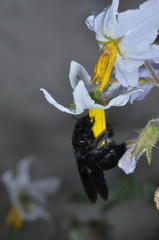 Xylocopa atamisquensis