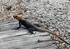 Agama picticauda