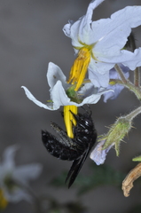 Xylocopa atamisquensis