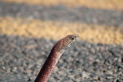 Masticophis flagellum piceus