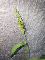 Setaria adhaerens