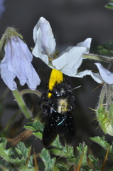 Xylocopa atamisquensis