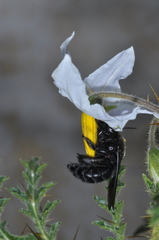 Xylocopa atamisquensis