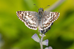 Burnsius communis